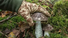 Huba, ktorá mení farbu: vzácny poklad pod brezami a prečo ju netreba zbierať